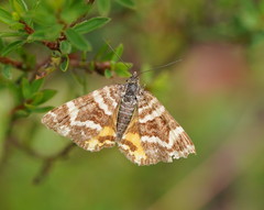 Chrysolarentia polycarpa