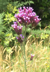 Verbena incompta