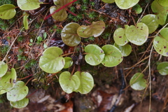 Pyrola asarifolia incarnata