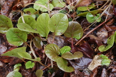 Pyrola asarifolia incarnata