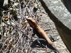 Psammophilus dorsalis