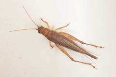 Aphonoides