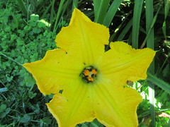 Cucurbita maxima maxima