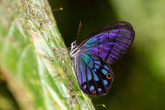 Pseudohaetera mimica