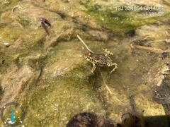 Rhinella atacamensis