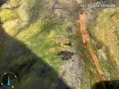 Rhinella atacamensis