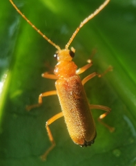 Asiosilis