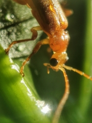 Asiosilis
