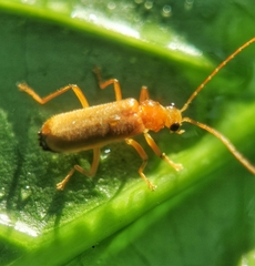 Asiosilis