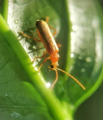 Asiosilis