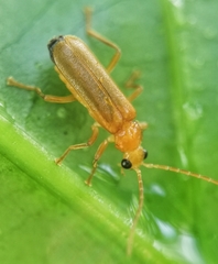 Asiosilis