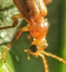 Asiosilis