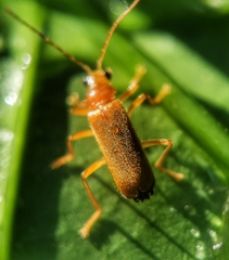 Asiosilis