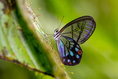 Pseudohaetera mimica