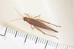 Aphonoides