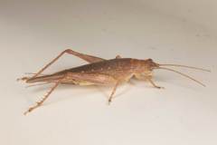Aphonoides