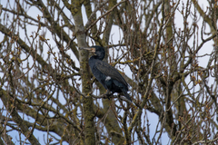 Phalacrocorax carbo