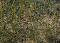 Aristida congesta congesta