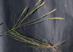 Aristida congesta congesta