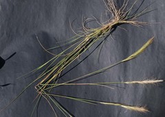 Aristida congesta congesta