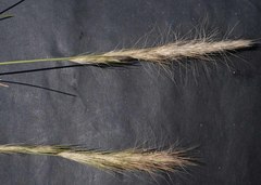 Aristida congesta congesta