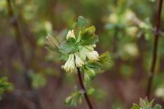 Lonicera caerulea edulis