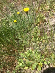 Arnoseris minima