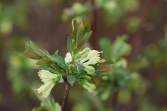 Lonicera caerulea edulis