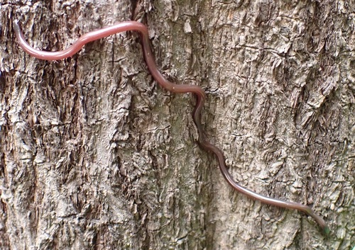 Top End Blind Snake