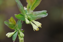 Lonicera caerulea edulis