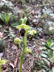 Ophrys fusca