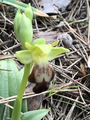 Ophrys fusca