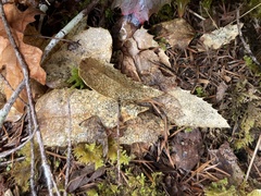 Coccomyces dentatus