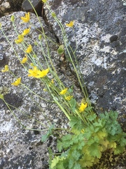 Ranunculus bulbosus aleae