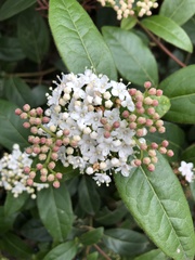 Viburnum tinus