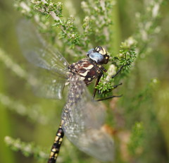 Austroaeschna flavomaculata