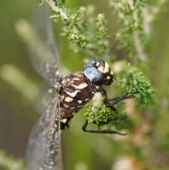 Austroaeschna flavomaculata