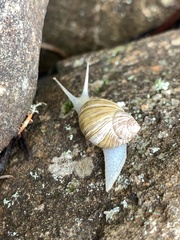 Bothriembryon tasmanicus