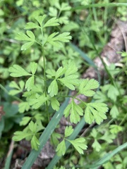 Chaerophyllum ramosum