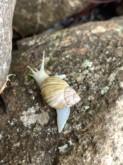 Bothriembryon tasmanicus