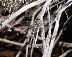 Austroaeschna flavomaculata