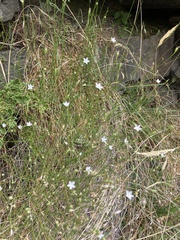 Wahlenbergia rupestris