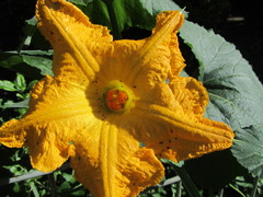 Cucurbita maxima maxima