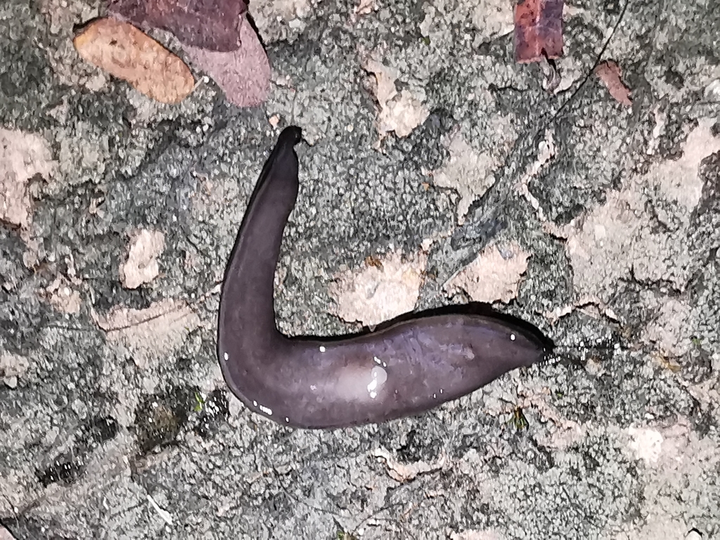 New Guinea Flatworm from Opp Weyhill Cl, Singapore on March 5, 2022 at ...