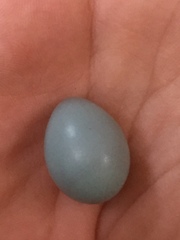 Phoenicurus phoenicurus