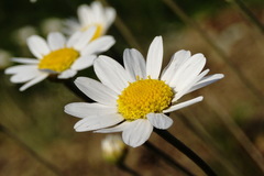 Anthemis sterilis