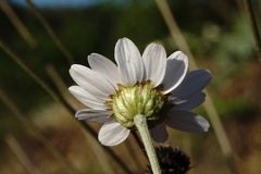 Anthemis sterilis