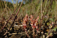 Sedum aetnense