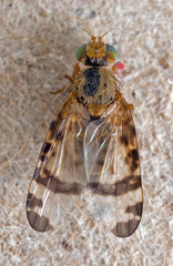 Sphenella marginata