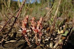 Sedum aetnense